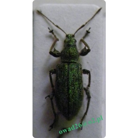 Phyllobius arborator (Herbst, 1797) Naliściak drzewiarz
